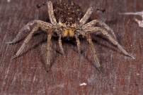 La Lycose tarentuline ou Tarentule radie ou Fausse tarentule ou encore Hogna raye. Une femelle et sa progniture (Araneae - Lycosidae - Hogna radiata)